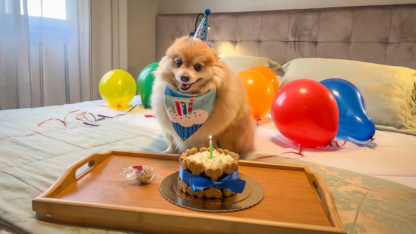 Aniversário Pet