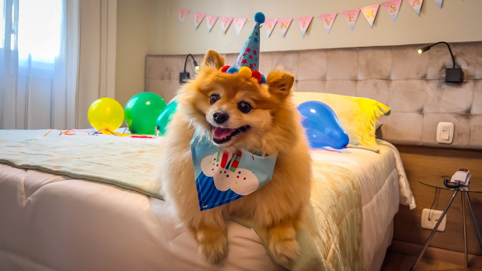 Aniversário do pet na Solar Viena